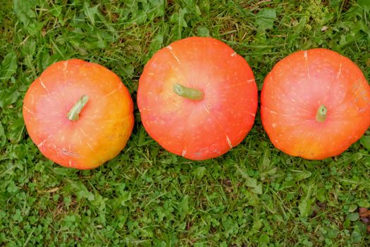 Large and Small Ripe Orange Pumpkins Used as Decorations on Grass Lawn Rack Focus