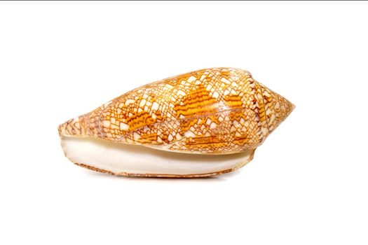 Image of conus omaria patonganus sea shell is a species of sea snail, a marine gastropod mollusk in the family Conidae, the cone snails and their allies. Undersea Animals.