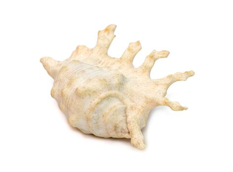 Image of lambis scorpius sea shell, common name the scorpion conch or scorpion spider conch, is a species of large sea snail, a marine gastropod mollusk in the family Strombidae, the true conchs on a white background. Undersea Animals.