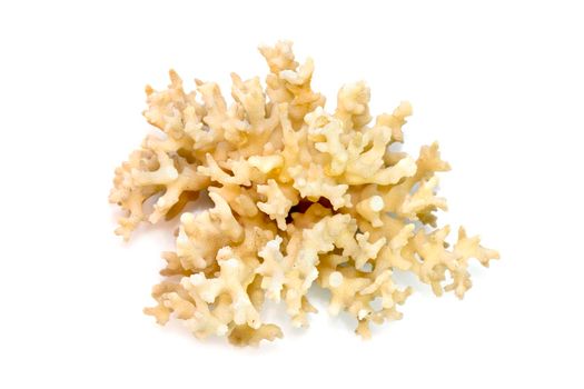 Image of dead white coral cubes on a white background. Undersea Animals.