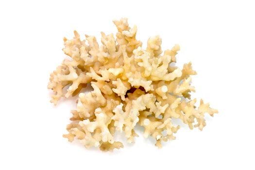 Image of dead white coral cubes on a white background. Undersea Animals.