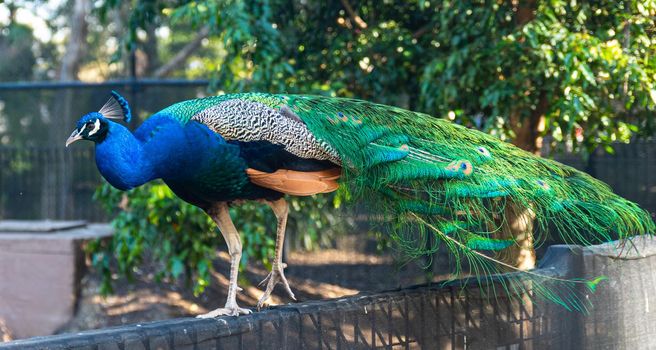 Peacock on the garden