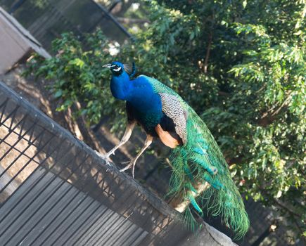 Peacock on the garden