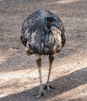 The emu is the second-tallest living bird after its ratite relative the ostrich