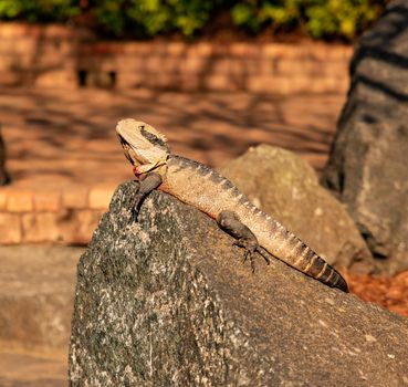 A lizard sunbathing on rocks