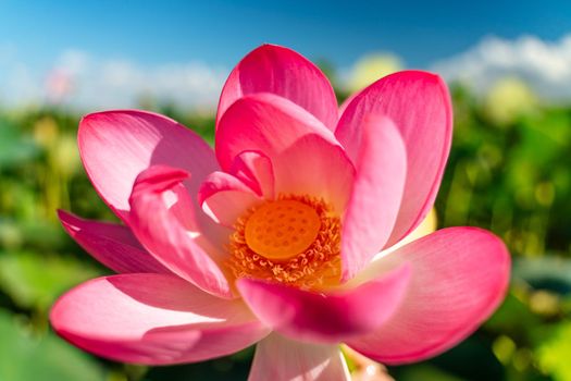 A pink lotus flower sways in the wind. Against the background of their green leaves. Lotus field on the lake in natural environment