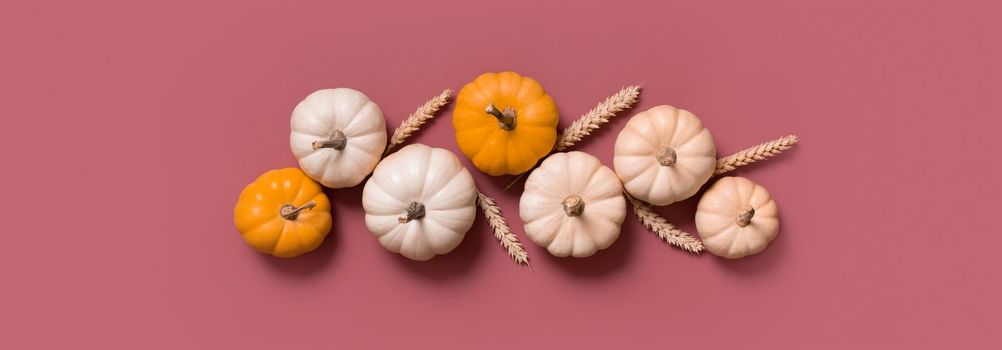 Banner with group of decorative pumpkins top view on pink background. Autumn flat lay.
