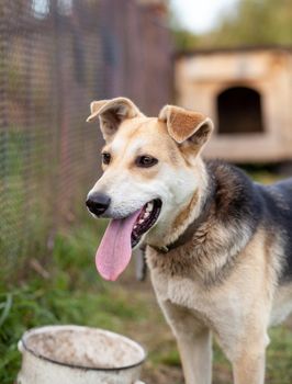 A cheerful big dog with a chain tongue sticking out. Portrait of a dog on a chain that guards the house close-up. A happy pet with its mouth open. Simple dog house in the background