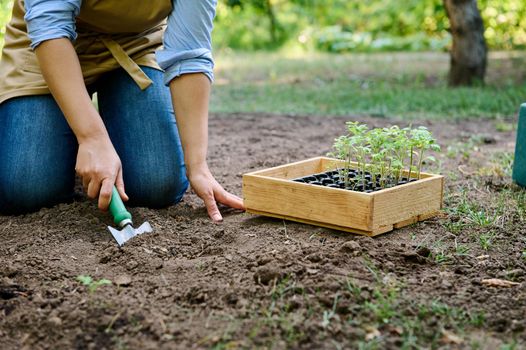 Close-up of farmer using garden shovel, digging a hole in the loosen fertile ground for planting vegetables in the open field. Gardening. Agriculture. Sowing Planting Growing Harvesting. Agribusiness