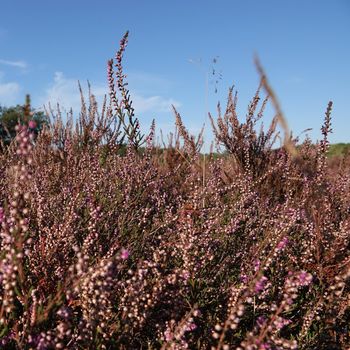 A beautiful pink blooming heather environment. It's dry this summer, so the heath is brownish-pink colored.