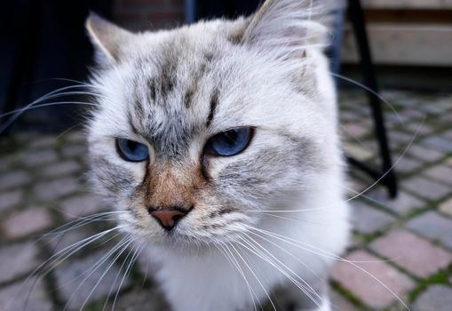 The eyes of a bored ragdoll cat. This is a breed with a distinct color-point coat and blue eyes.