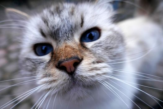 The eyes of a curious ragdoll cat. This is a breed with a distinct color-point coat and blue eyes.