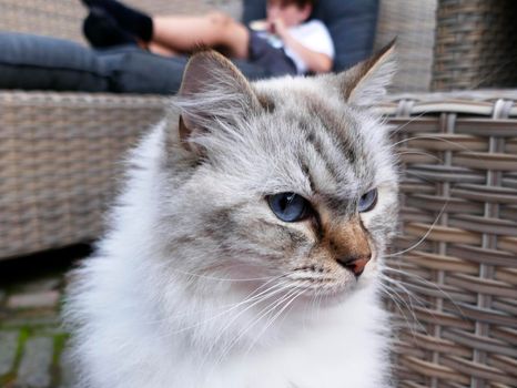 The eyes of a sitting ragdoll cat. This is a breed with a distinct color-point coat and blue eyes. In the background lies an unrecognizable  boy on a couch
