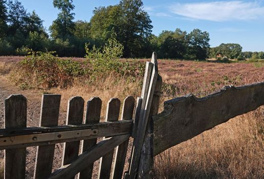 A fence in a beautiful pink blooming heather environment with deciduous trees. The fence gate is crooked, as is usual in wild reserve areas in the Netherlands. Location: Springendal, the Netherlands