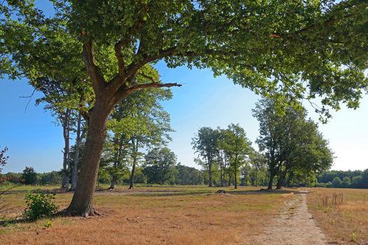 Hiking trail through dry grassland. An oak tree hangs a branch as a canopy over the path