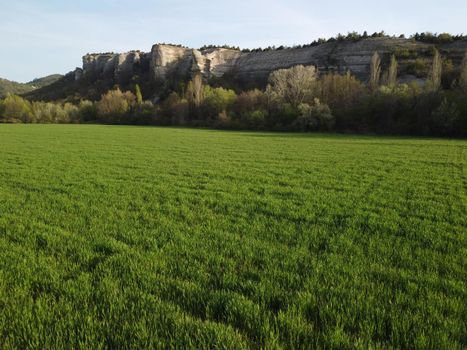 Green wheat field in countryside, close up. Field of wheat blowing in the wind at sunny spring day. Young and green Spikelets. Ears of barley crop in nature. Agronomy, industry and food production