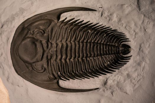 Fossils trilobit Arctinurus boltoni from Silurian period: 400 millions years