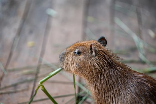 Cute capybara in the farm are eating grass.