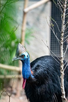 Southern cassowary, large black bird native to the tropical forests.