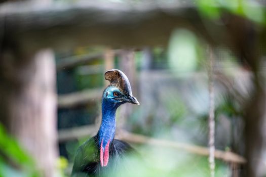 Southern cassowary, large black bird native to the tropical forests.