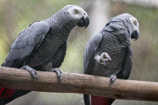 Couple of African grey parrot(Psittacus erithacus) on the wooden branches.