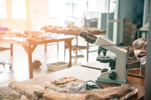 Archeologists tools cleaning Dinosaur Skeleton, Discover Fossil Remains of New Species.