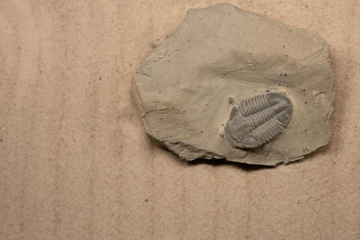Asaphiscus Wheeleri is a genus of trilobite that lived in the Cambrian. Its remains have been found in Australia and North America, especially in Utah.