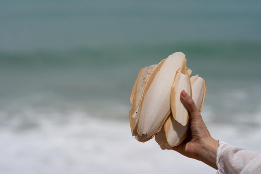 Hand holding cuttlefish bone wedged in the sand on the beach.