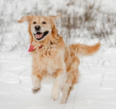 Golden retriever dog running in winter time in snow and enjoying walk. Cute purebred doggy pet in cold weather outside in forest
