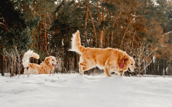 Golden retriever dogs in winter time walking in snow together. Cute purebred doggy pets in cold weather outside in forest