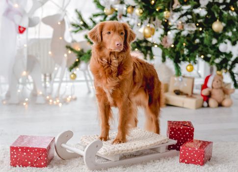 Toller retriever dog in Christmas time standing on sled at home with New Year festive decoration and gifts. Doggy pet and magic Xmas atmosphere with tree and lights
