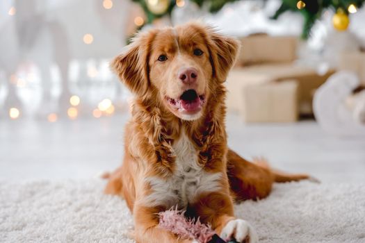 Toller retriever dog in Christmas time lying on floor with mouth open at home with New Year festive decoration, lights and tree. Doggy pet and Xmas atmosphere