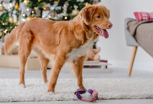 Toller retriever dog with tonque out in Christmas time with toy at home with New Year festive decoration and tree lights. Playful doggy pet and magic Xmas atmosphere