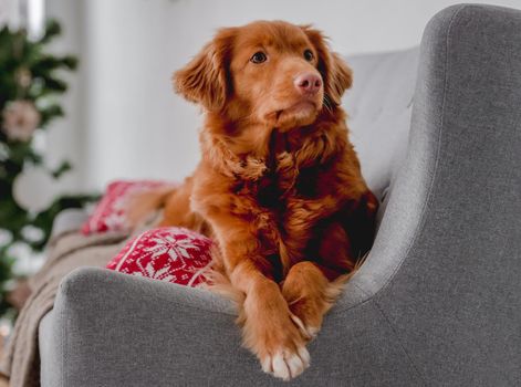 Toller retriever dog in Christmas time lying on sofa at home with New Year festive decoration, lights and tree. Doggy pet and Xmas atmosphere