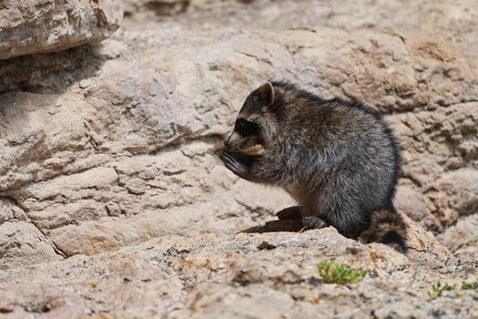 Wild Raccoon. Procyon lotor. Funny young raccoon live and play on a rock. Wildlife America.