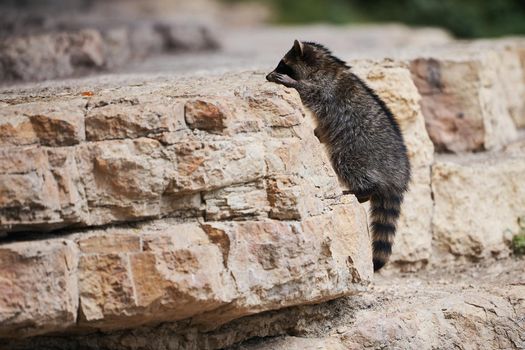 Wild Raccoon. Procyon lotor. Funny young raccoons live and play on a rock. Wildlife America.