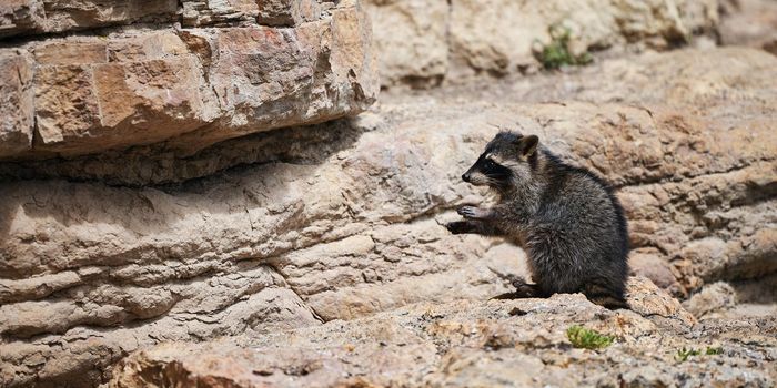 Wild Raccoon. Procyon lotor. Funny young raccoon live and play on a rock. Wildlife America.