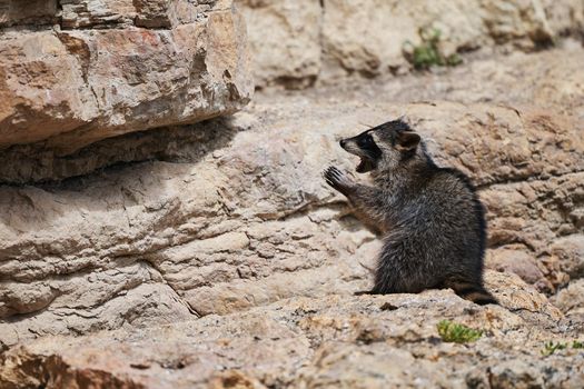 Wild Raccoon. Procyon lotor. Funny young raccoons live and play on a rock. Wildlife America.