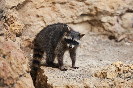 Wild Raccoon. Procyon lotor. Funny young raccoon live and play on a rock. Wildlife America.