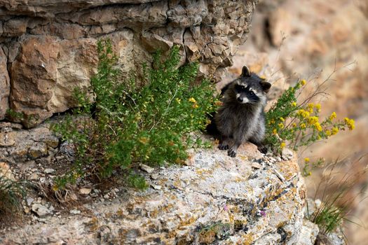 Wild Raccoon. Procyon lotor. Funny young raccoon live and play on a rock. Wildlife America.