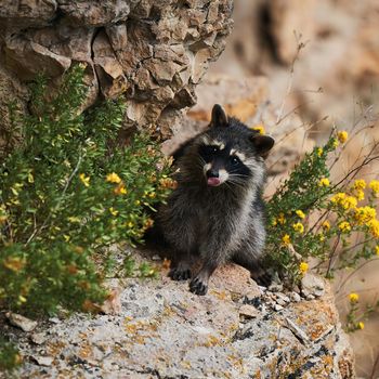 Wild Raccoon. Procyon lotor. Funny young raccoons live and play on a rock. Wildlife America.