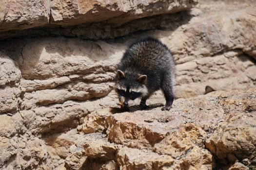 Wild Raccoon. Procyon lotor. Funny young raccoon live and play on a rock. Wildlife America.