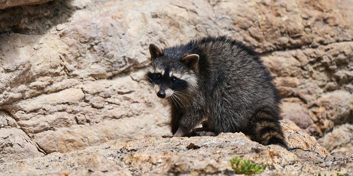 Wild Raccoon. Procyon lotor. Funny young raccoons live and play on a rock. Wildlife America.