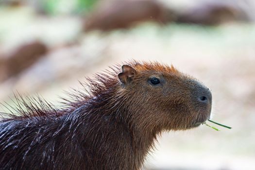 Cute capybara in the farm are eating grass.