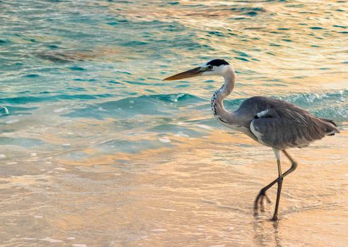 Close up shot of a heron on the beach