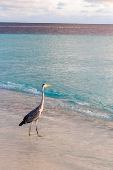 Close up shot of a heron on the beach