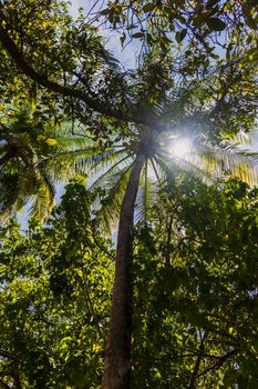 Shot of a tropical trees