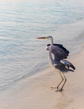 Close up shot of a heron on the beach