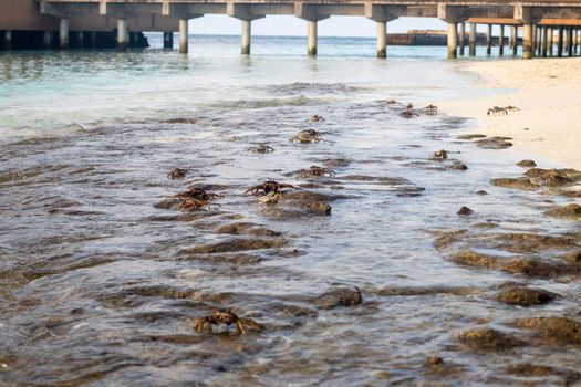 Close up shot of a crabs in the water