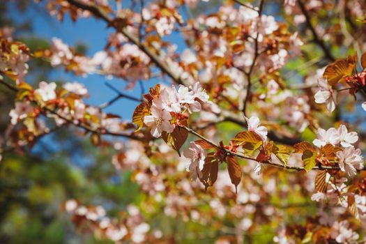 Beautiful floral spring abstract background of nature. Branches of blossoming apricot macro with soft focus on gentle light blue sky background. For easter and spring greeting cards with copy space
